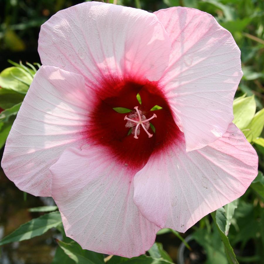 Hibiscus moscheutos Lady Baltimore