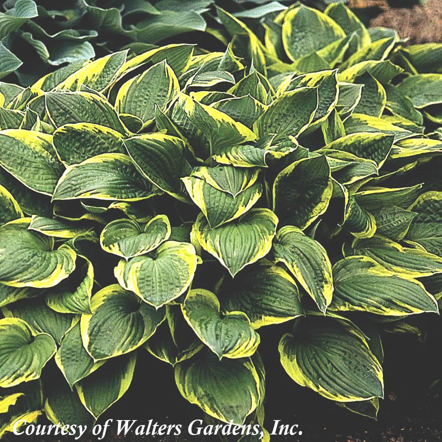 Hosta fortunei Aureomarginata