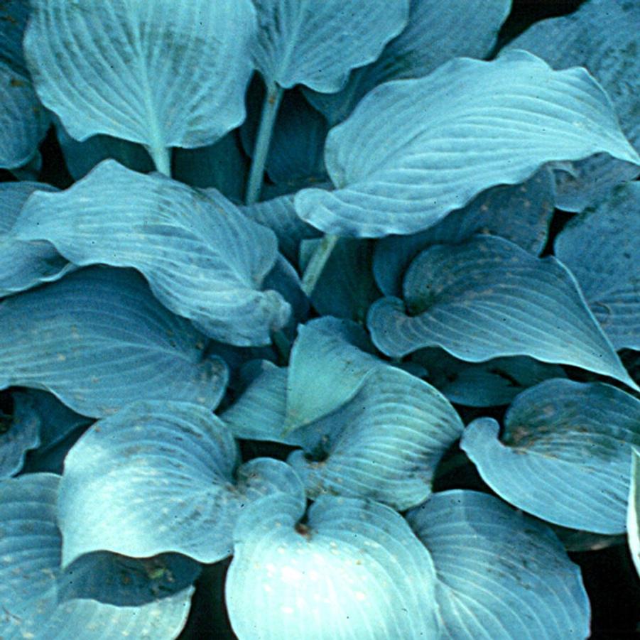 Hosta Blue Wedgwood