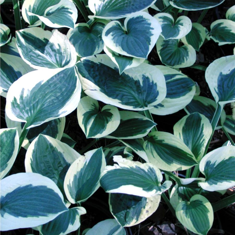 Hosta Brim Cup