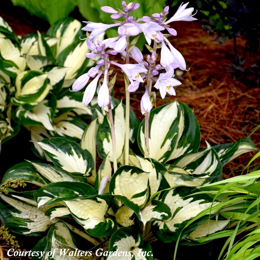 Hosta Fire and Ice