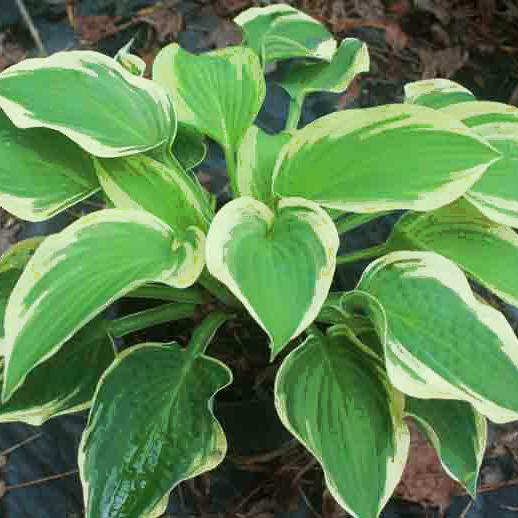 Hosta Fragrant Bouquet