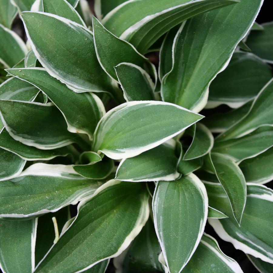 Hosta Ginko Craig