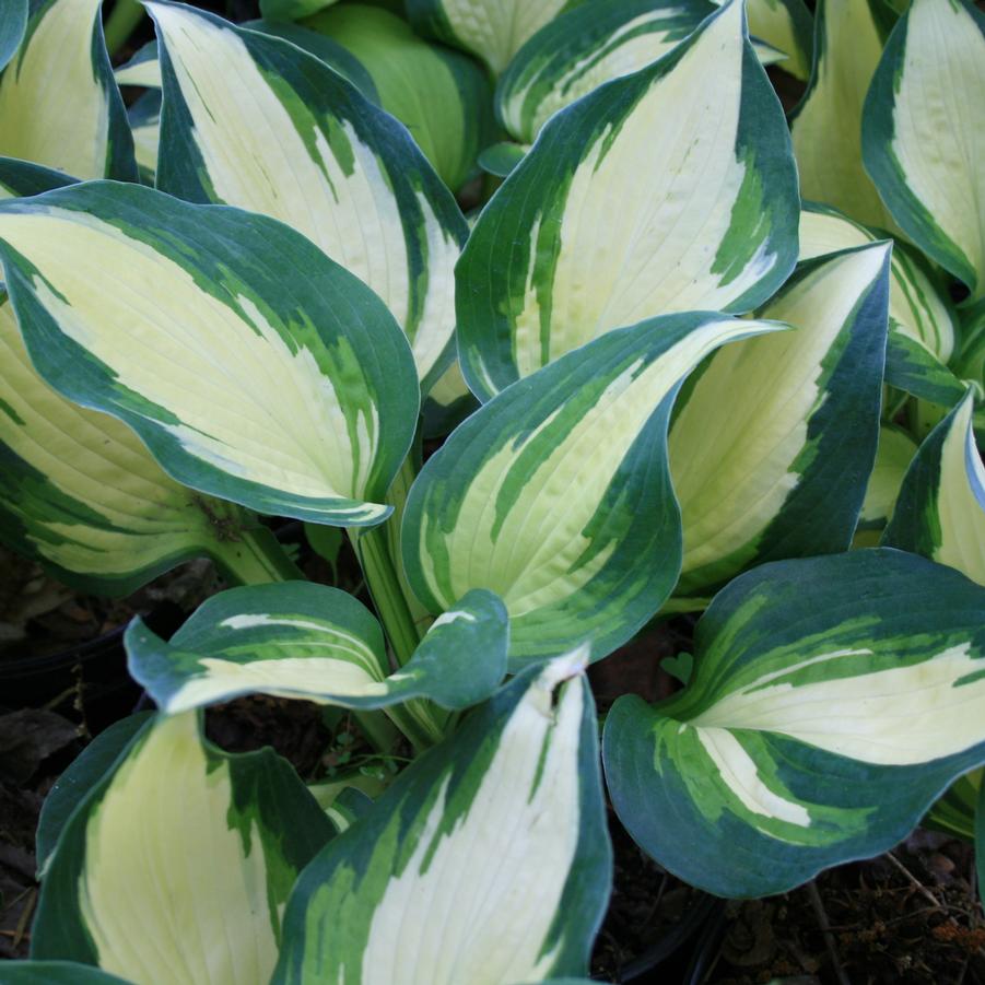 Hosta Lakeside Cupcake