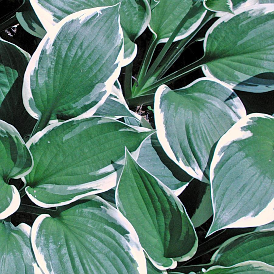 Hosta Minuteman