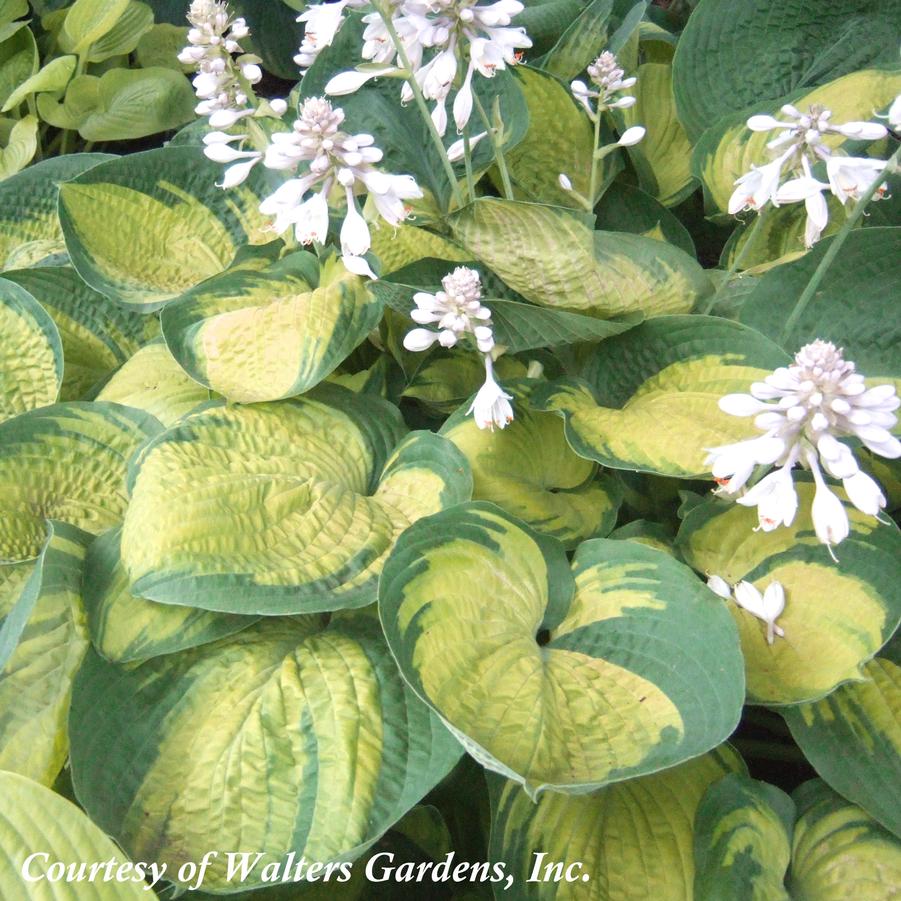 Hosta Paradigm