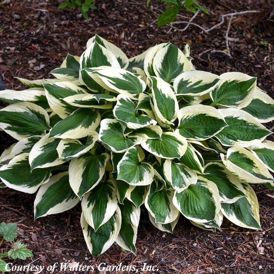 Hosta Patriot