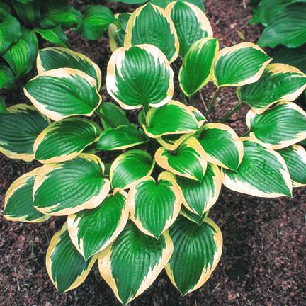 Hosta Queen Josephine