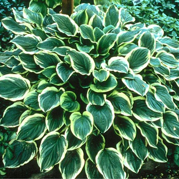 Hosta So Sweet