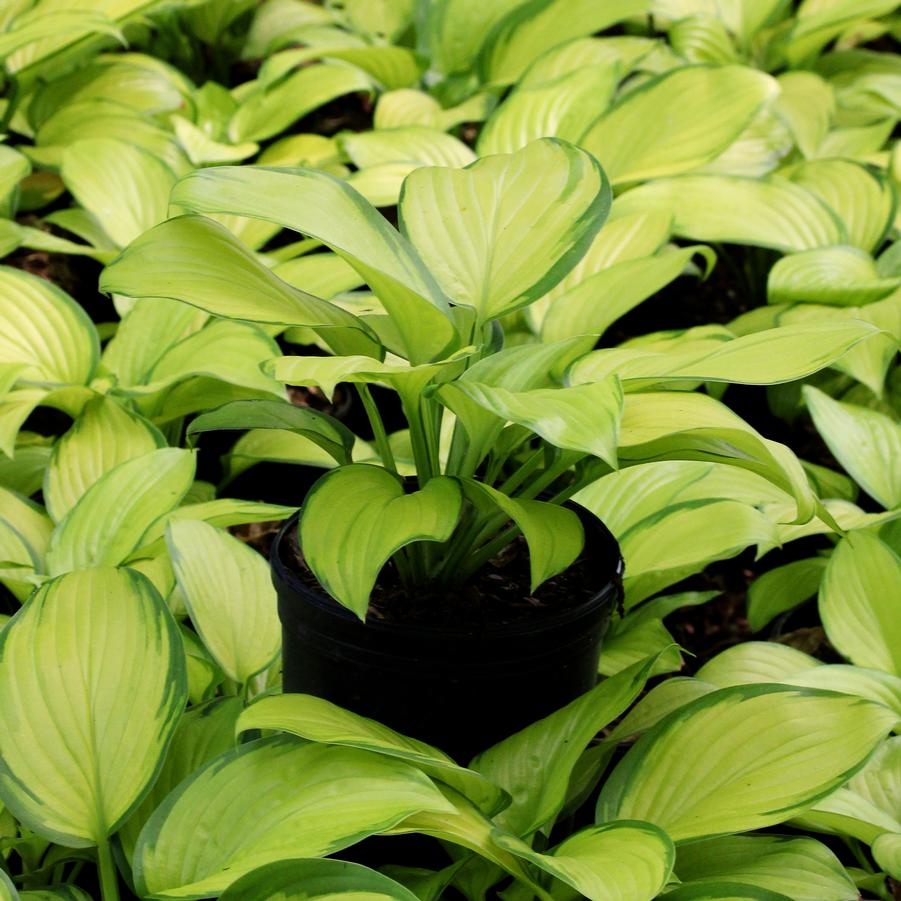 Hosta Stained Glass