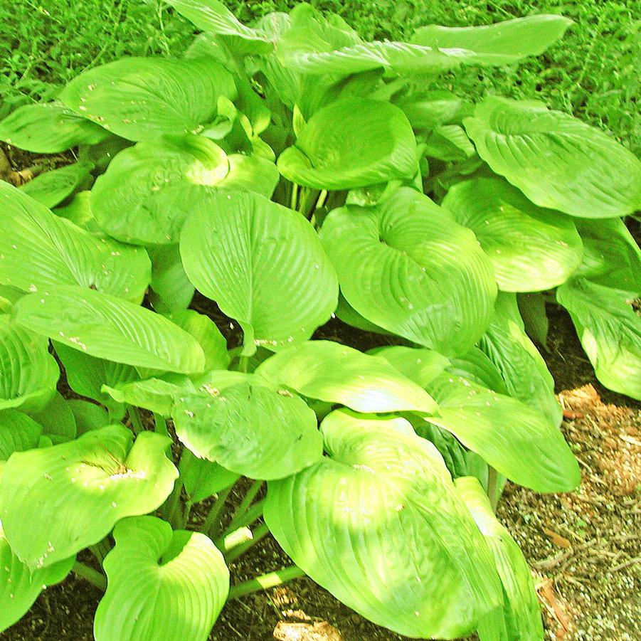 Hosta Sum and Substance