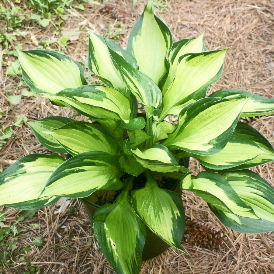 Hosta Whirlwind