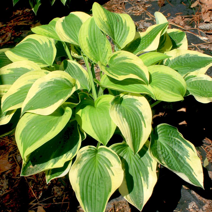 Hosta Wide Brim