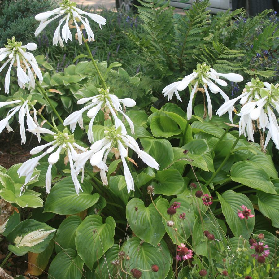 Hosta plantaginea 