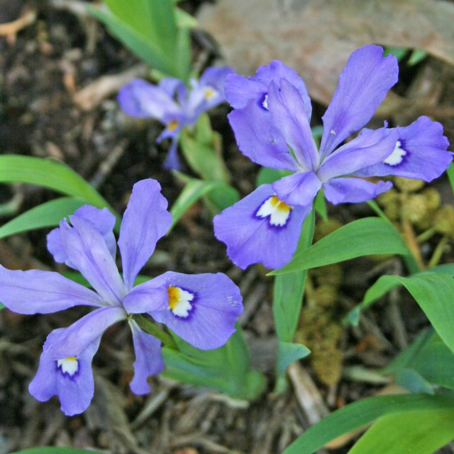 Iris cristata 