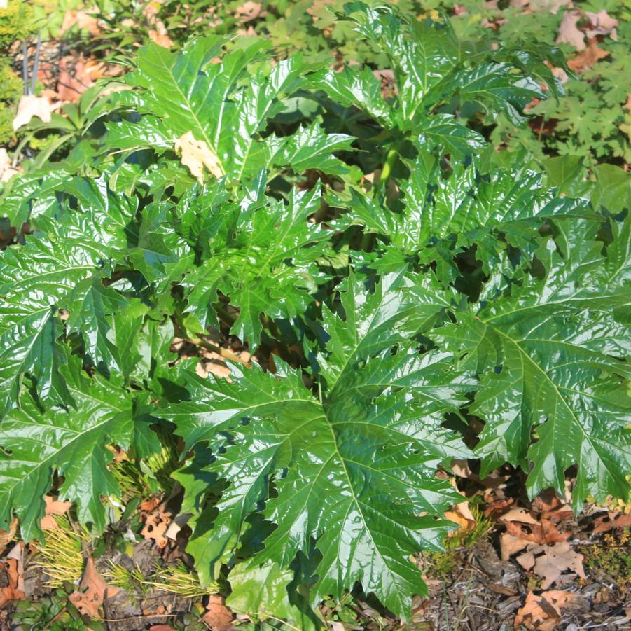 Acanthus mollis 