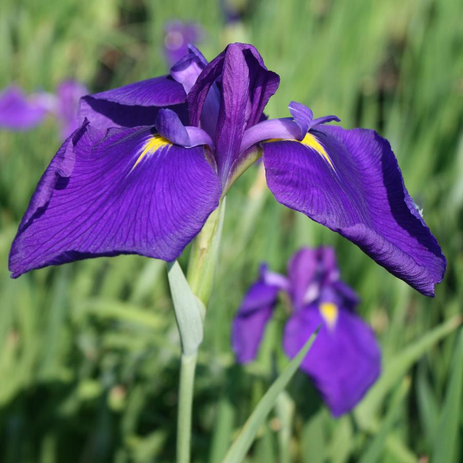 Iris ensata Royal Banner