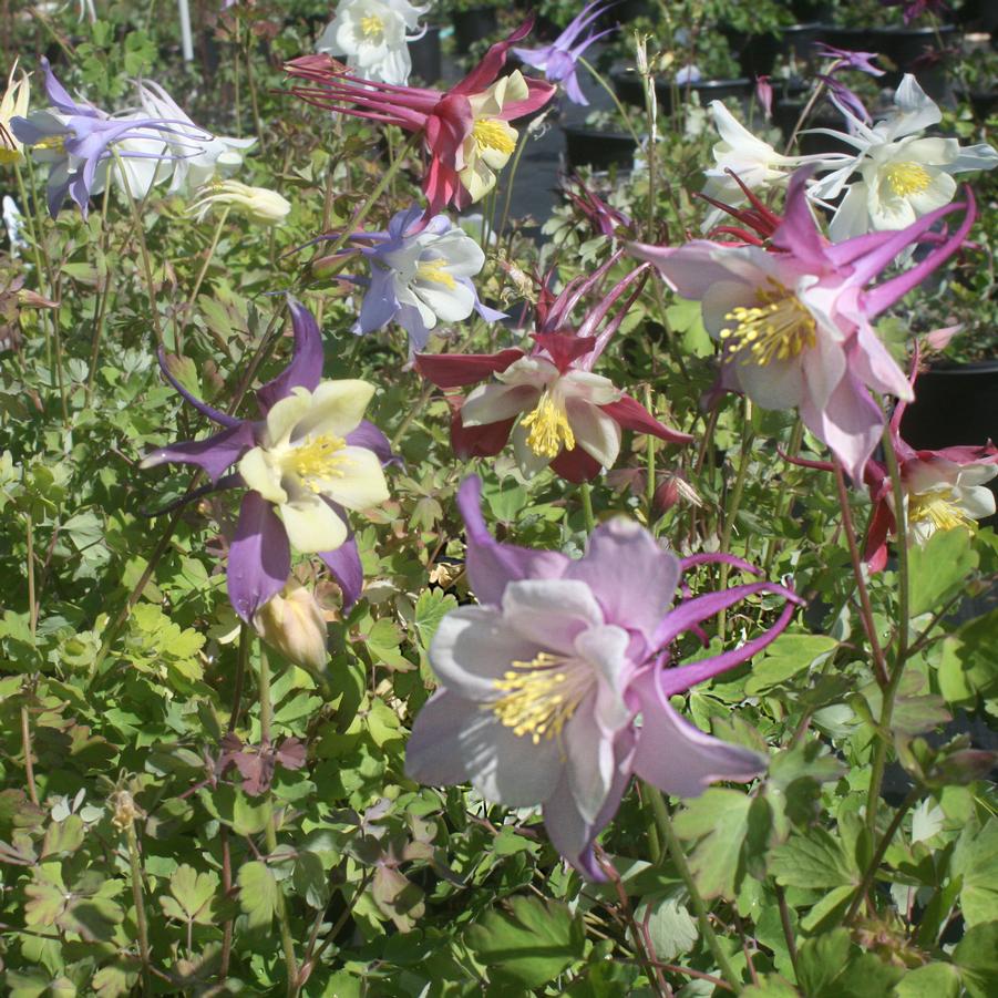 Aquilegia Grandmother's Garden