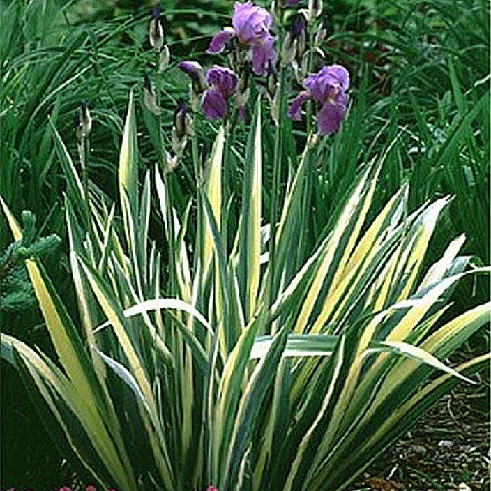 Iris pallida Albo Variegata