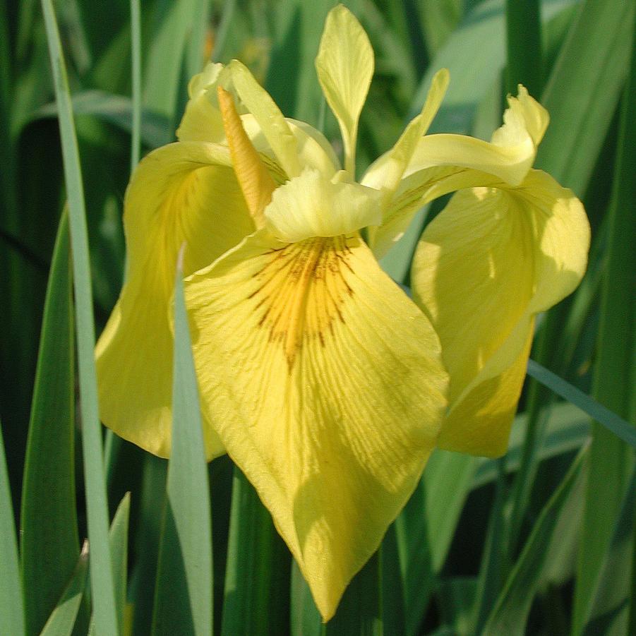 Iris pseudacorus 