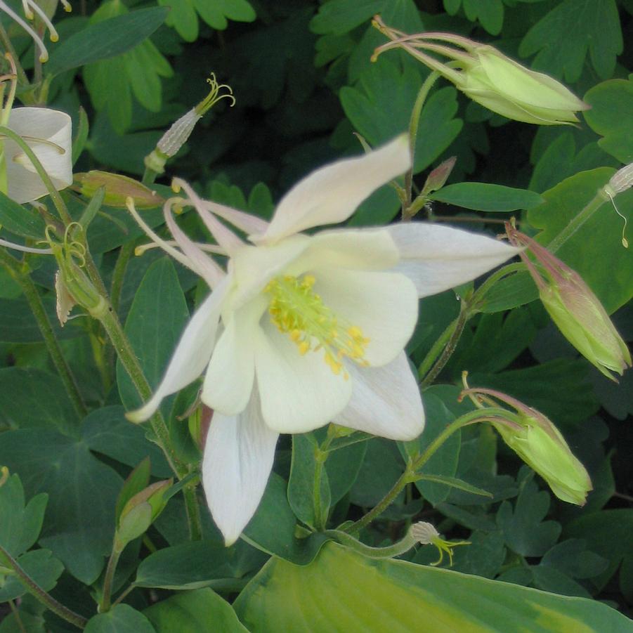 Aquilegia Songbird Dove