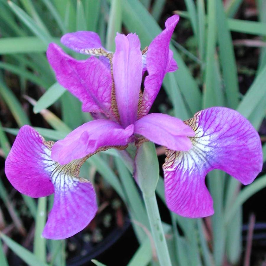 Siberian Iris (Iris sibirica) organic