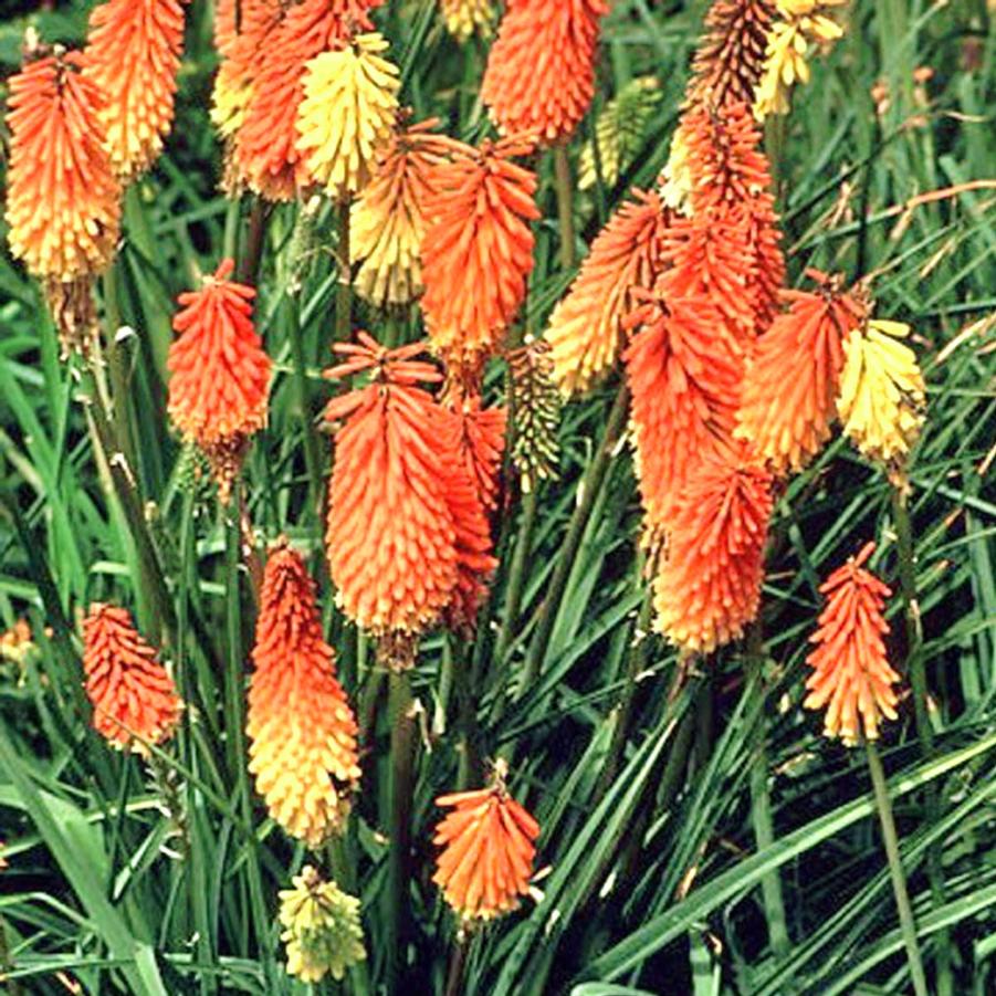 Kniphofia uvaria Flamenco