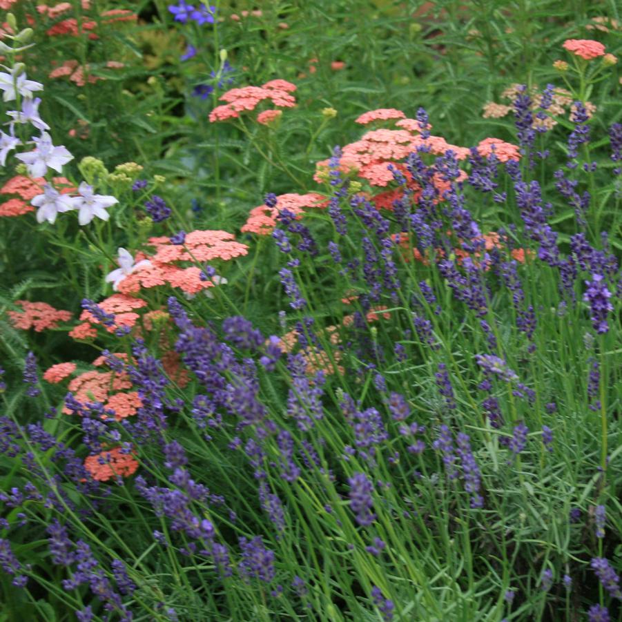 Lavandula intermedia Hidcote Superior