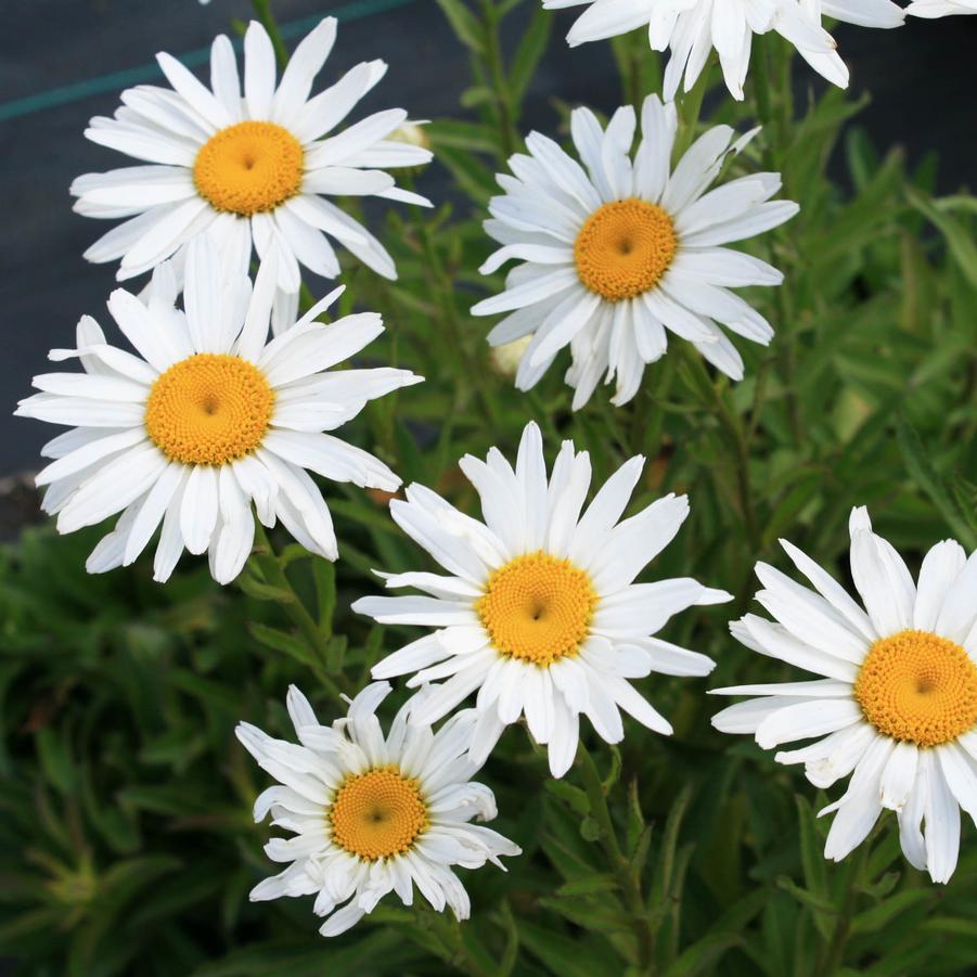 Leucanthemum superbum Brightside