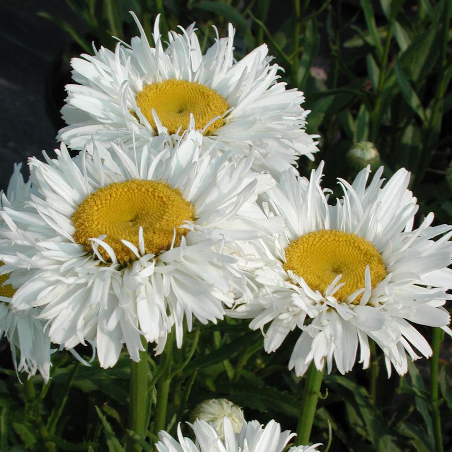 Leucanthemum superbum Crazy Daisy