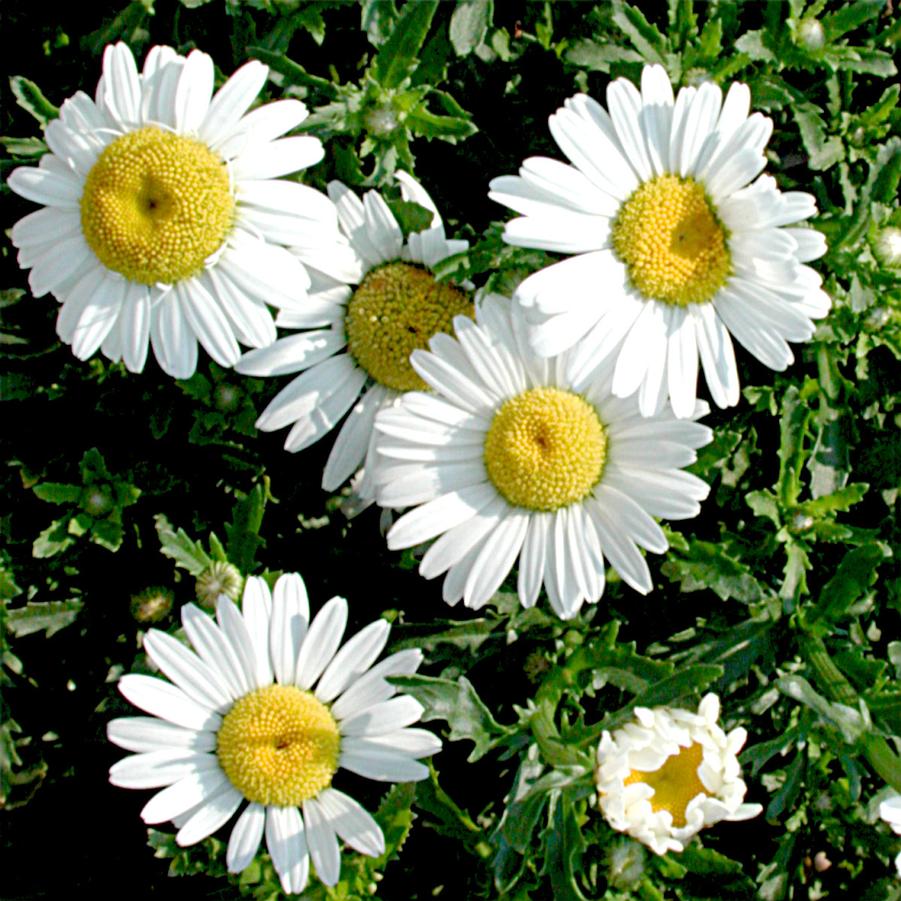 leucanthemum vulgare 'may queen' oxeye daisy from sandy's plants