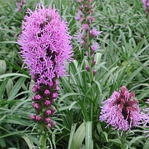 Liatris spicata 