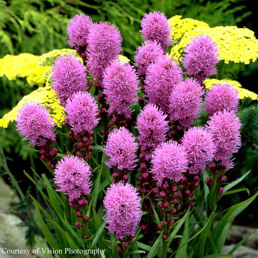 Liatris spicata Kobold (seed strain)