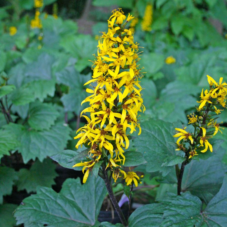 Ligularia (Farfugium) stenocephala Little Rocket