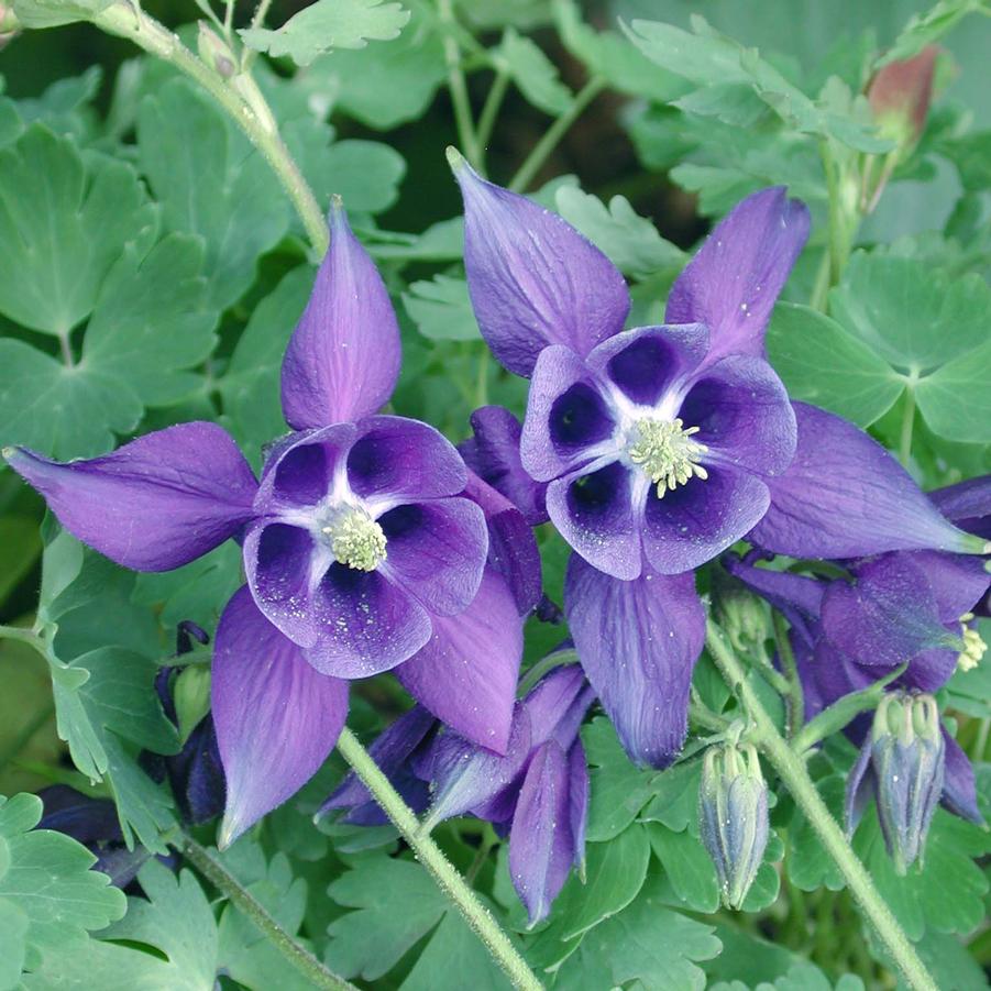 Aquilegia alpina 