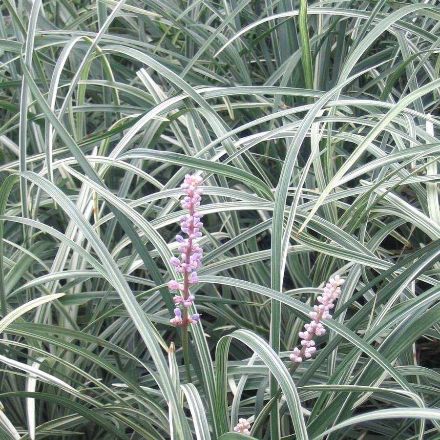 Liriope spicata Silver Dragon