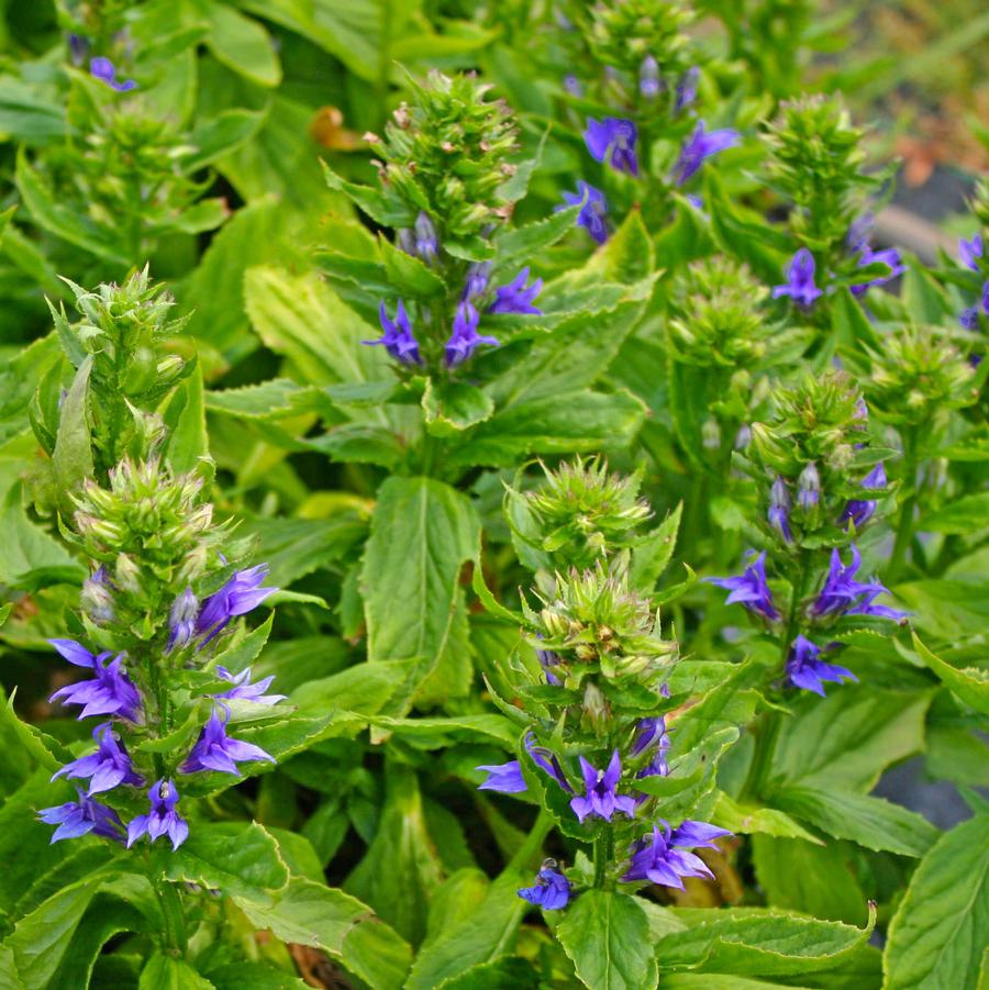 Lobelia siphilitica 