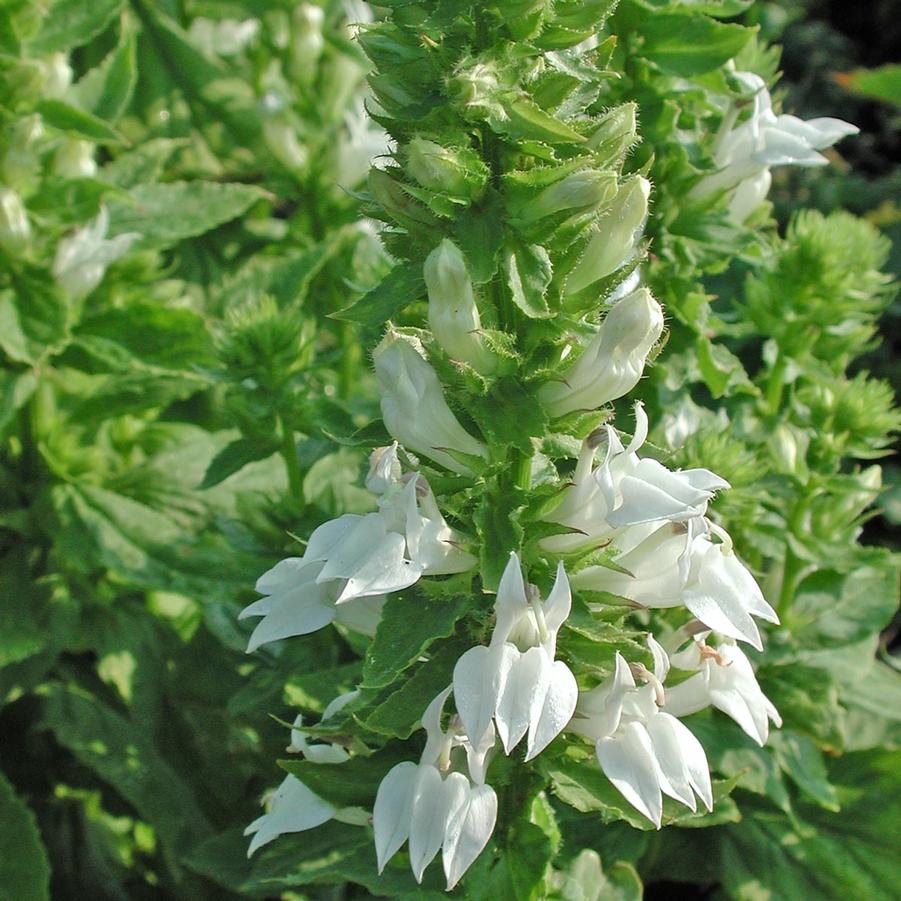 Lobelia siphilitica Alba