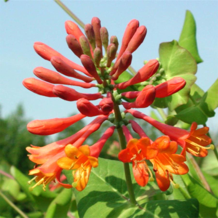 Lonicera brownii Dropmore Scarlet