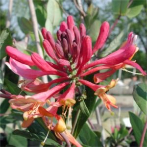 Lonicera heckrottii Gold Flame