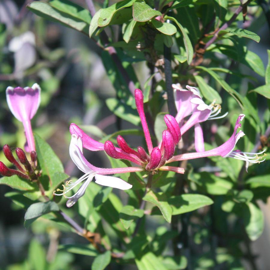 Lonicera periclymenum 'Serotina' Woodbine Honeysuckle from Sandy's Plants