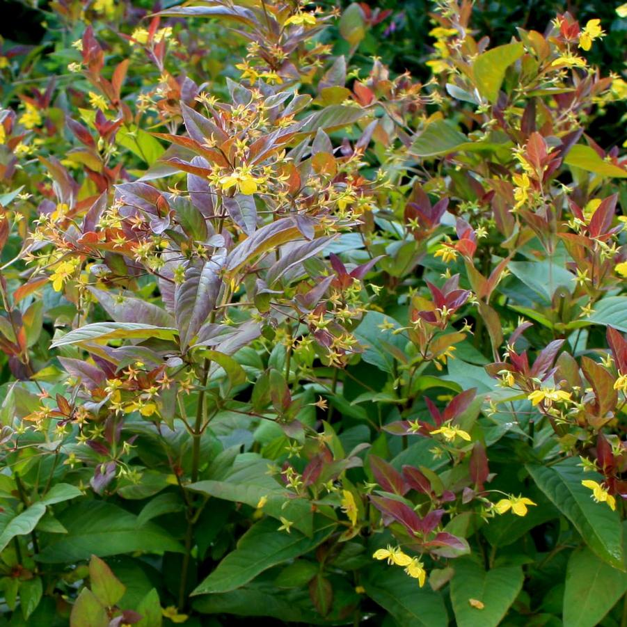 Lysimachia ciliata Firecracker