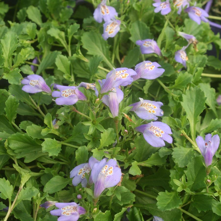 Mazus reptans 