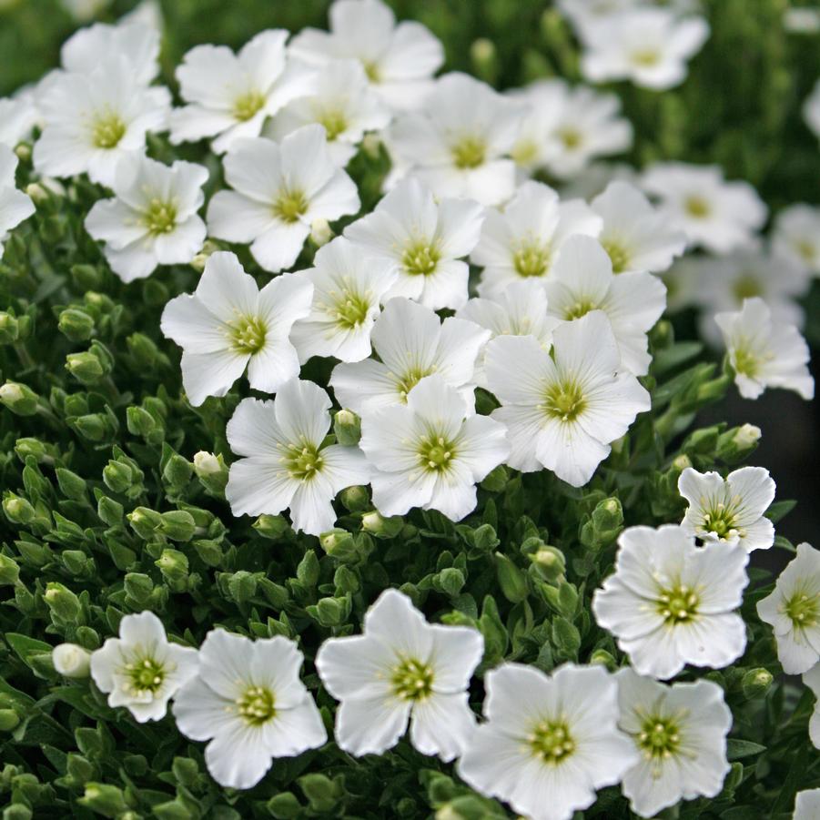 Arenaria Montana Sandwort From Sandy s Plants