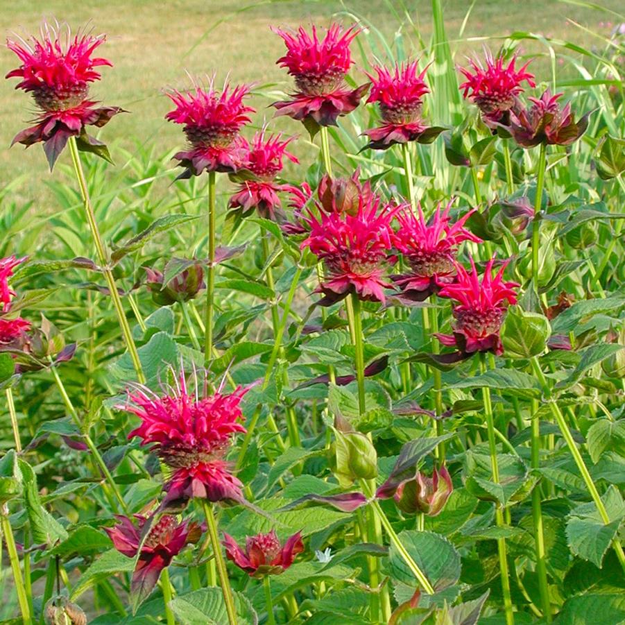 Monarda didyma Raspberry Wine