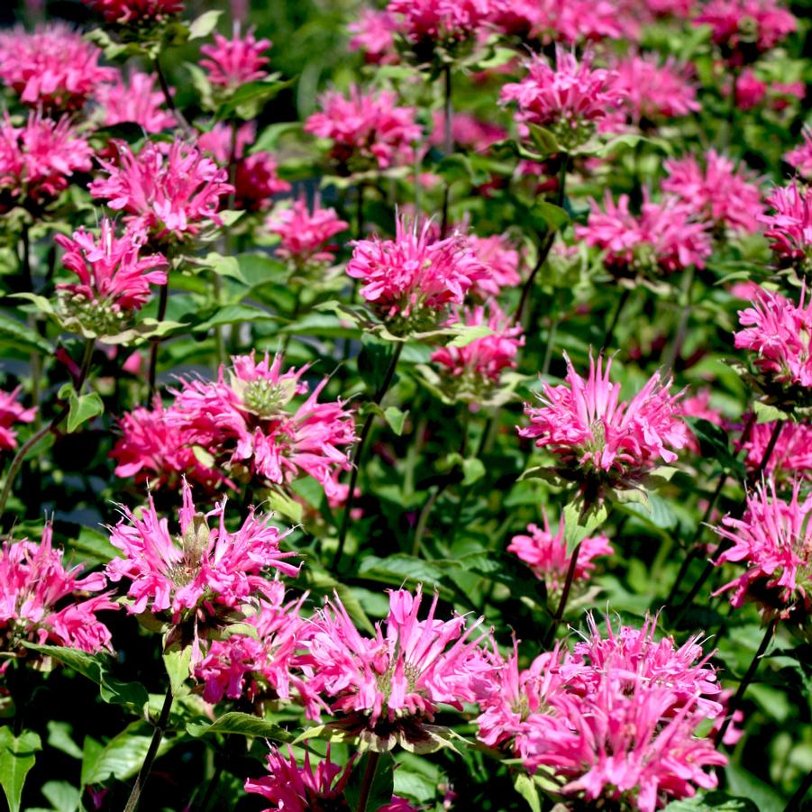 Monarda didyma Marshall's Delight