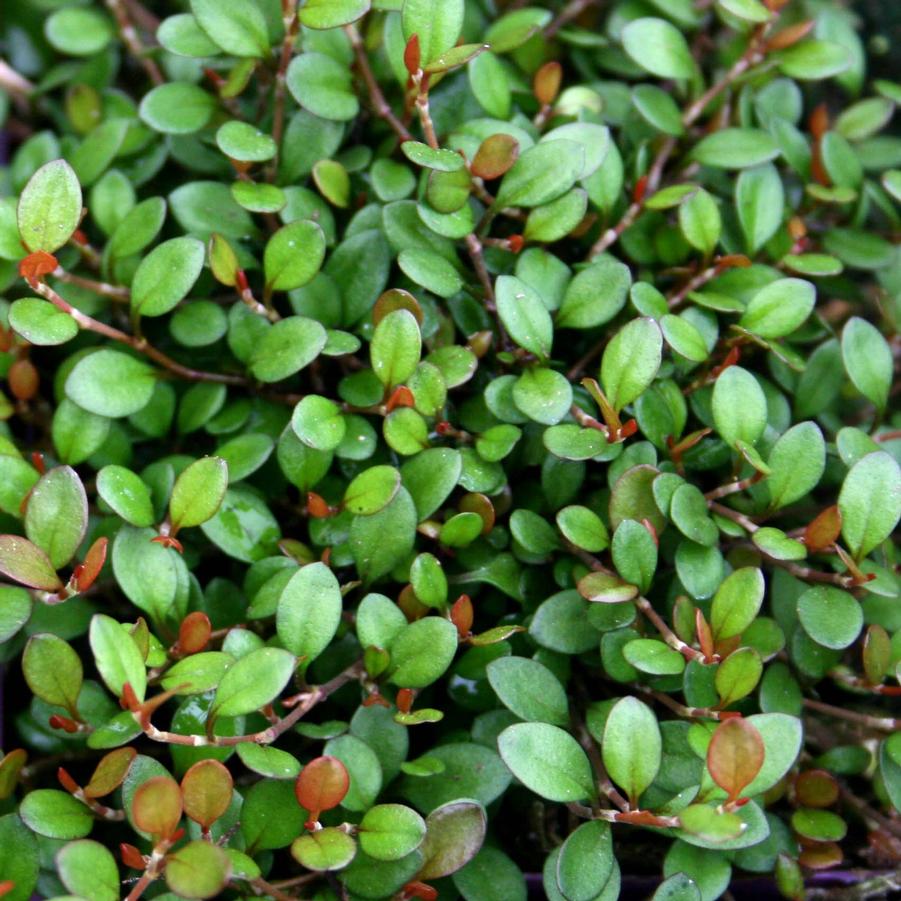 Muehlenbeckia axillaris Nana