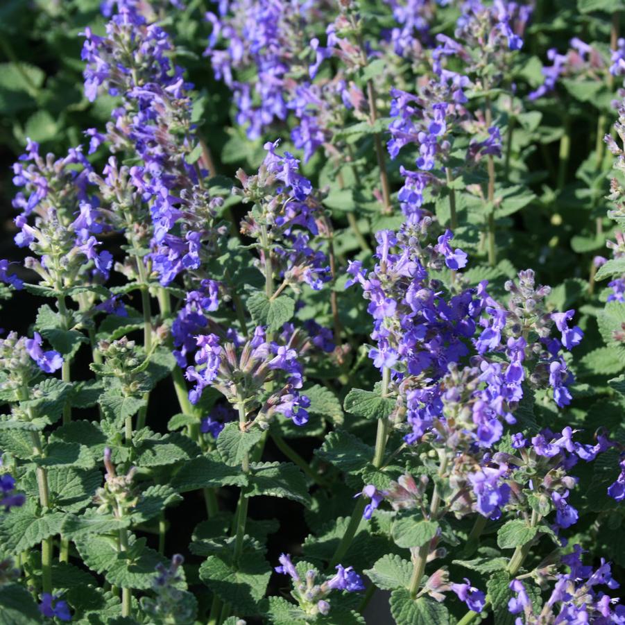 Nepeta faassenii Blue Wonder