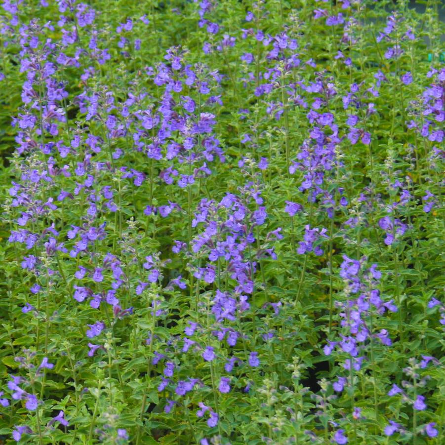 Nepeta faassenii Dropmore