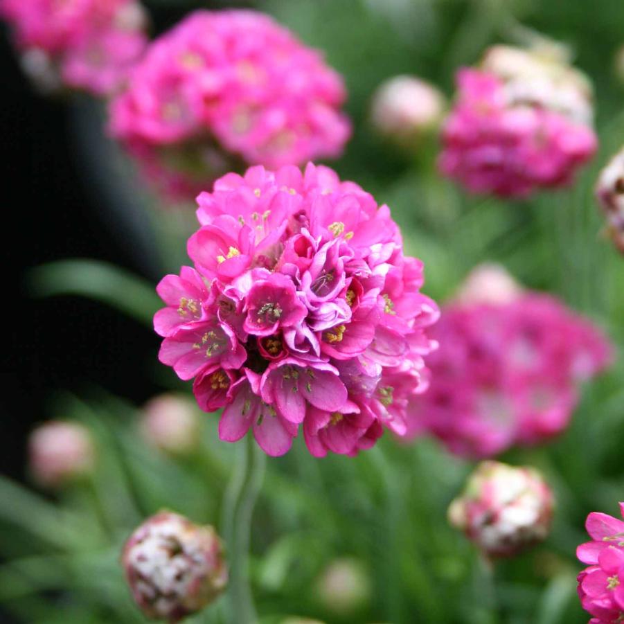 Armeria maritima Ministicks Rose